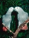 lovely african gray parrots from the congo are for adoption